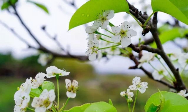 同安顶上乡村