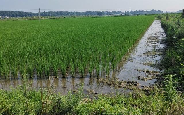 水田里空出一块地 还能让“鹮鹮”和村民都有饭吃