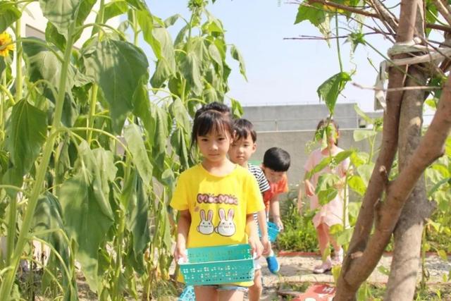 幼儿园的食育课程：传递健康饮食，吸取大自然知识