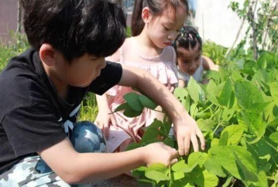 幼儿园的食育课程：传递健康饮食，吸取大自然知识