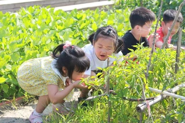 幼儿园的食育课程：传递健康饮食，吸取大自然知识