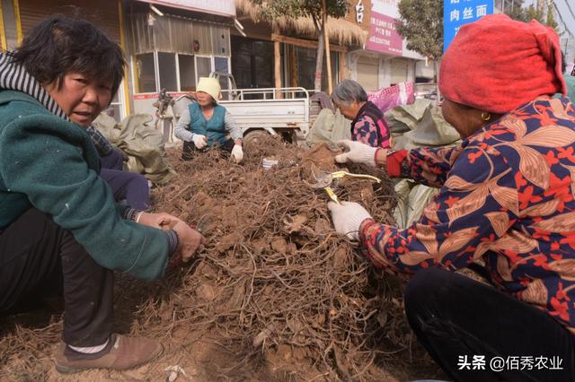 农村有种作物，产量和红薯媲美，亩赚1万多元，专家已发出预警