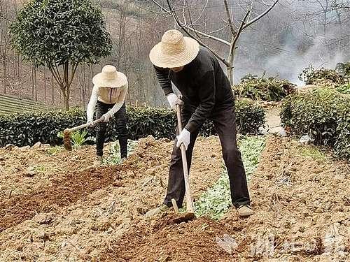 湖北农业农村部门党员干部下沉到村组抓防控和春耕