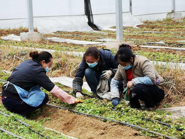 出不去，就在家搞好春耕！安顺农业部门协调支持各地返乡农民工纷纷在当地务工