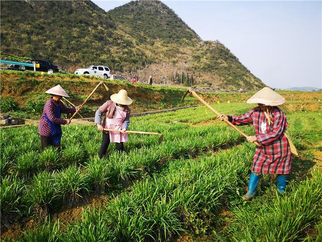 出不去，就在家搞好春耕！安顺农业部门协调支持各地返乡农民工纷纷在当地务工