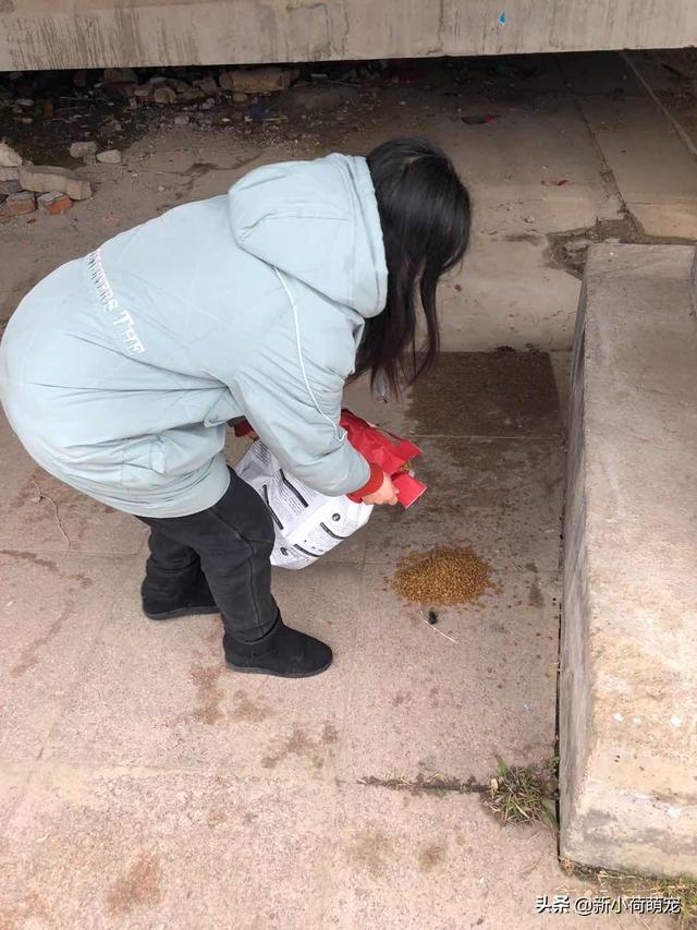 武汉封城杳无人烟，网友却哭着说：一大群生物正静悄悄来到大街上