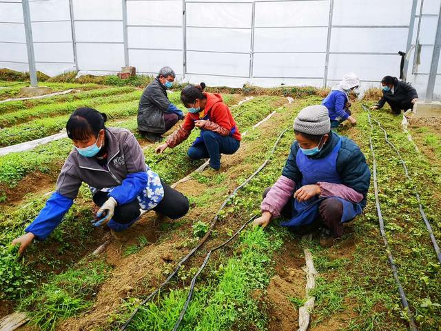 出不去，就在家搞好春耕！安顺农业部门协调支持各地返乡农民工纷纷在当地务工