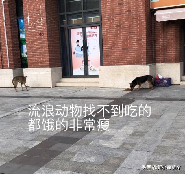 武汉封城杳无人烟，网友却哭着说：一大群生物正静悄悄来到大街上