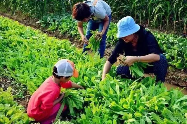 菜吧：日本中央政府重点表彰：Myfarm的共享模式，是怎么运营的？