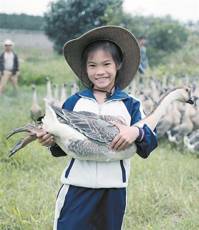 种草养鹅主题的生态观光农庄：生态放养的基本要求，如何选林地/果园？