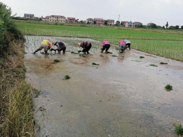 陕西一村一品休闲农业云培训启动，湖北洪湖市全力保粮安