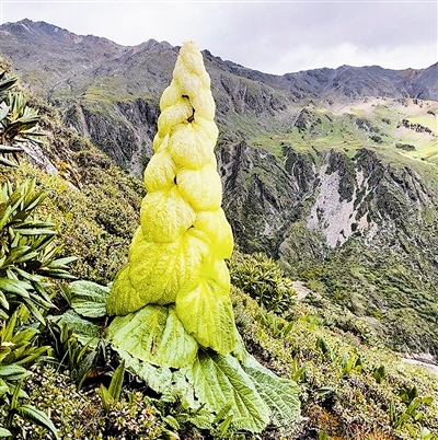 青藏高原神奇的宝塔植物：昆虫的“五星级酒店”