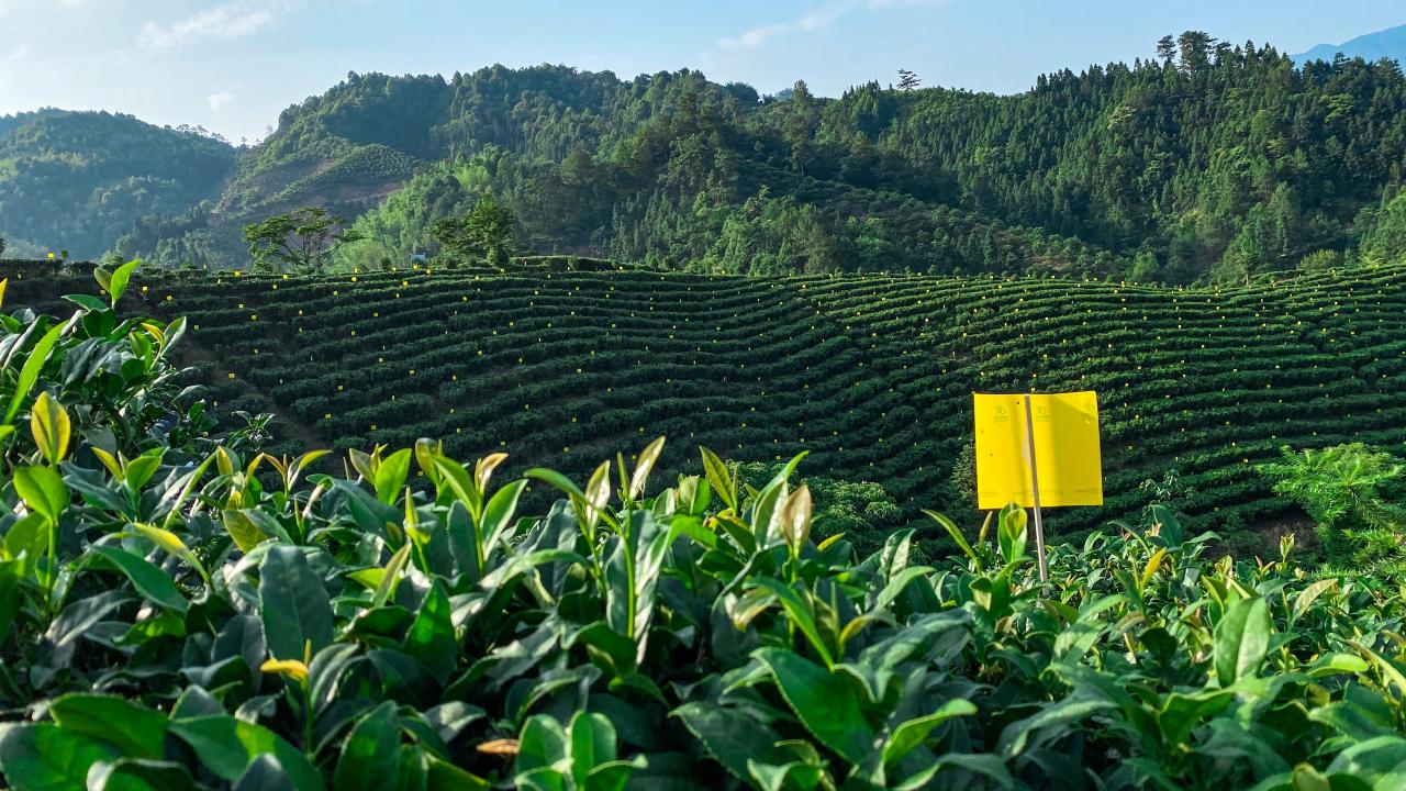 广西钦州市浦北县：茶产业和乡村旅游深度融合，减贫致富显成效